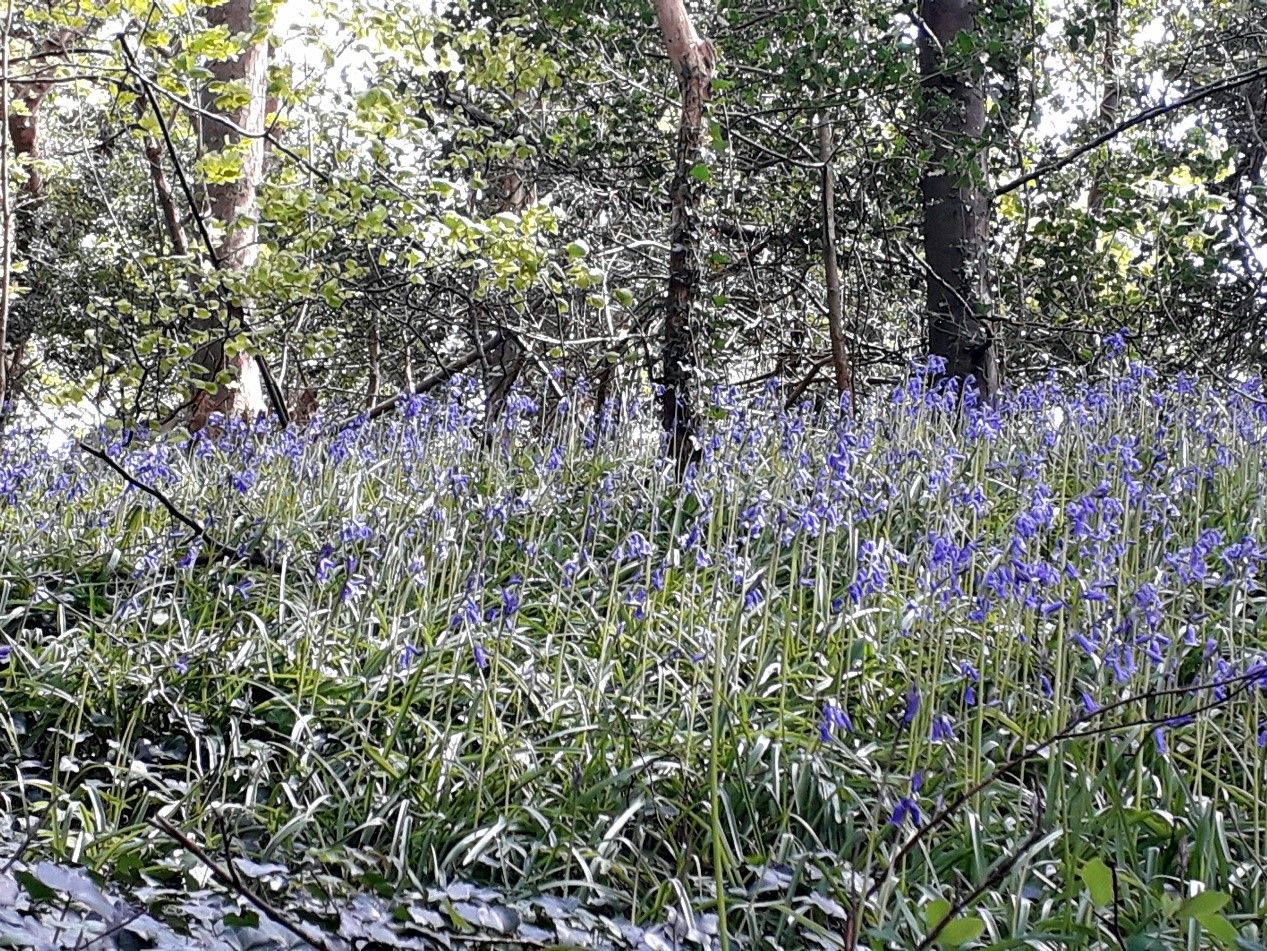 Bluebells in Rosecraddoc Woods